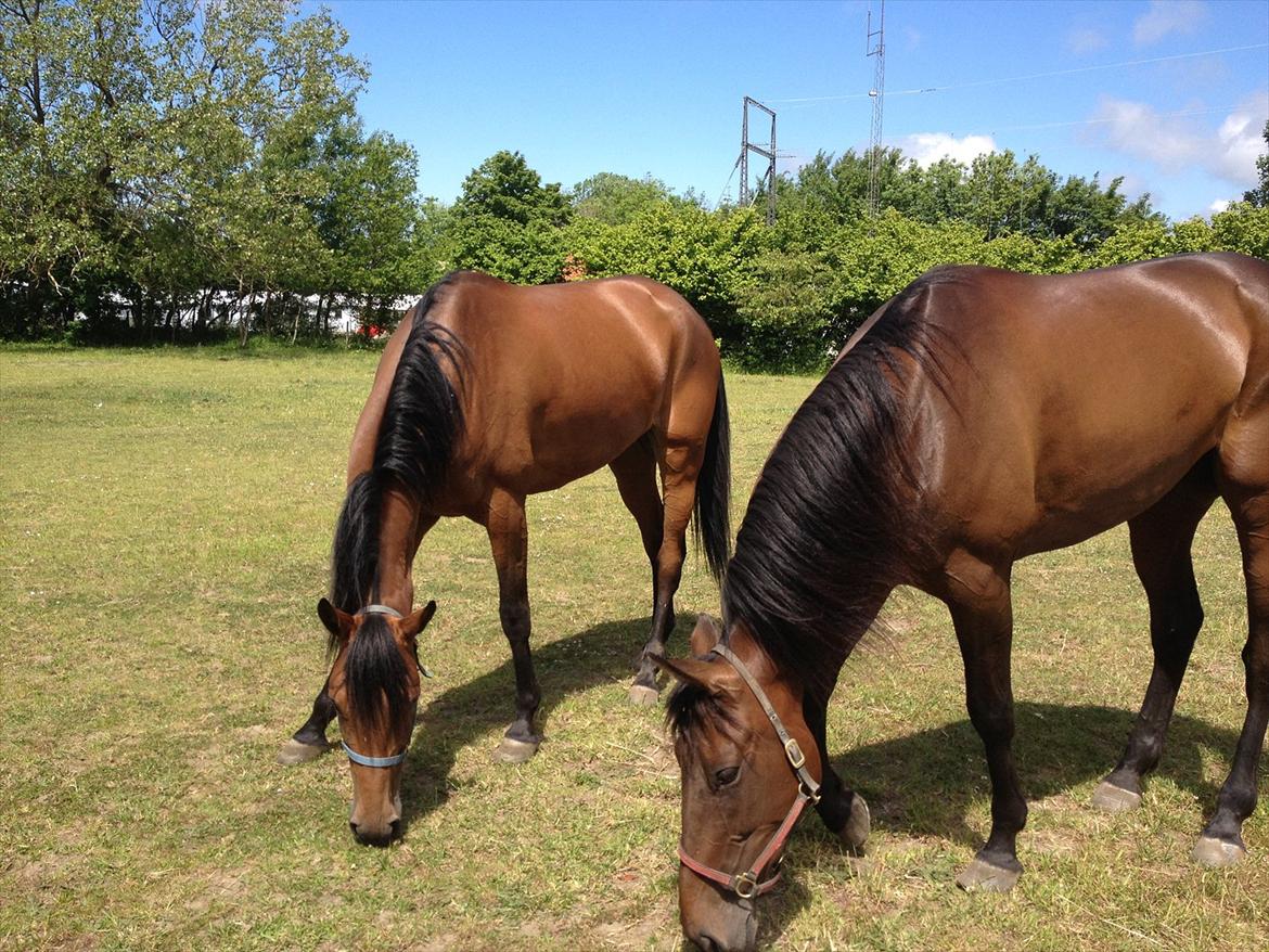 Traver Pema billede 6