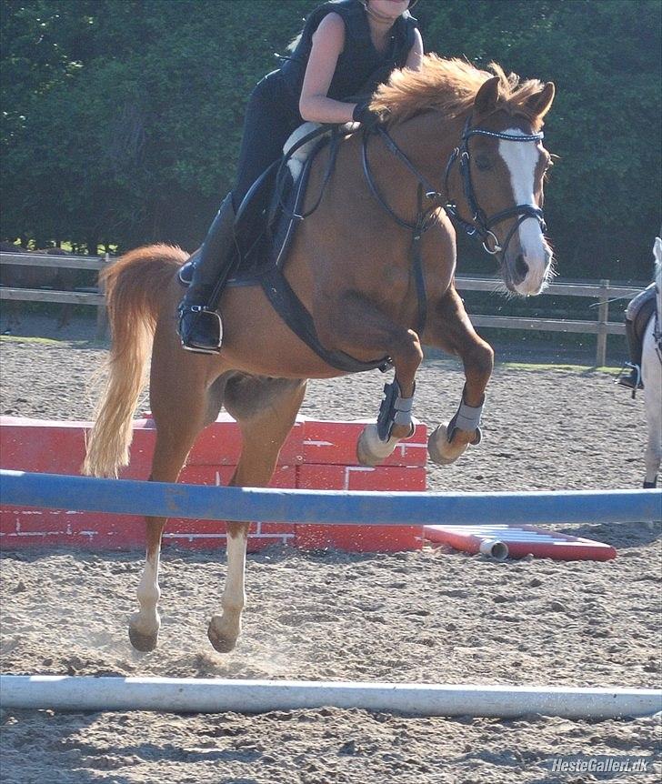 Anden særlig race Passir <3 <3 - taget af : Isabella !! :D billede 10