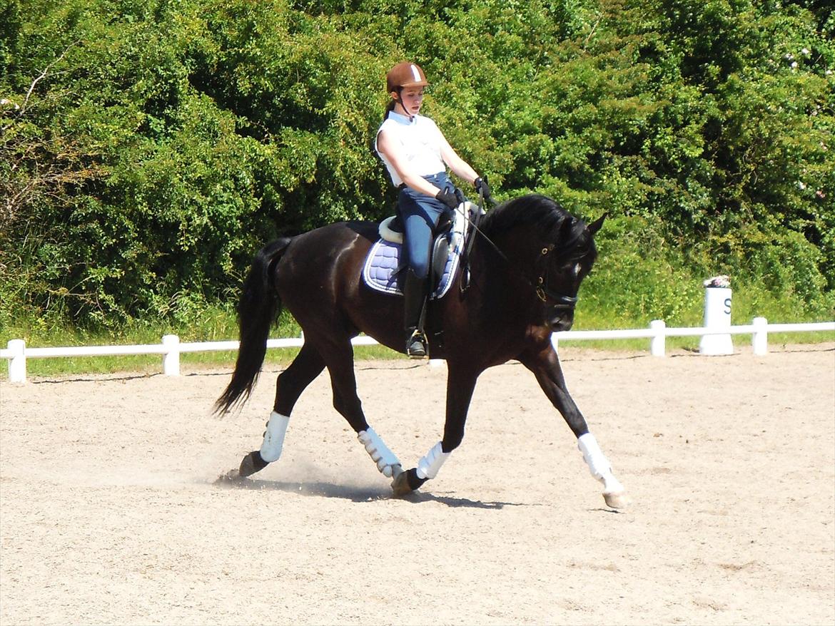Dansk Varmblod Keboks Solist (DØD) R.I.P :-'( - Undervisning af Jan Møller Christensen den 21 Juni 2012 :) billede 9