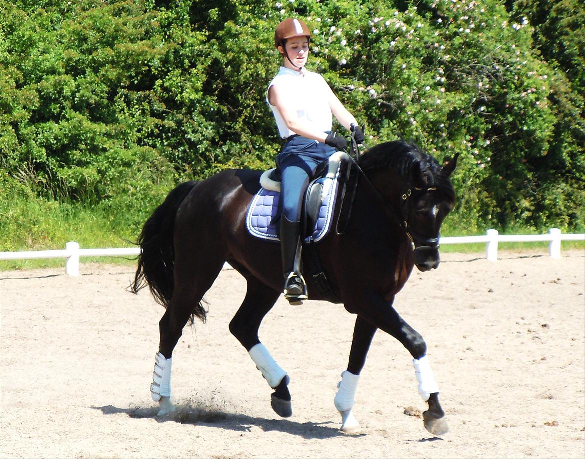Dansk Varmblod Keboks Solist (DØD) R.I.P :-'( - Undervisning af Jan Møller Christensen den 21 Juni 2012 :) billede 10