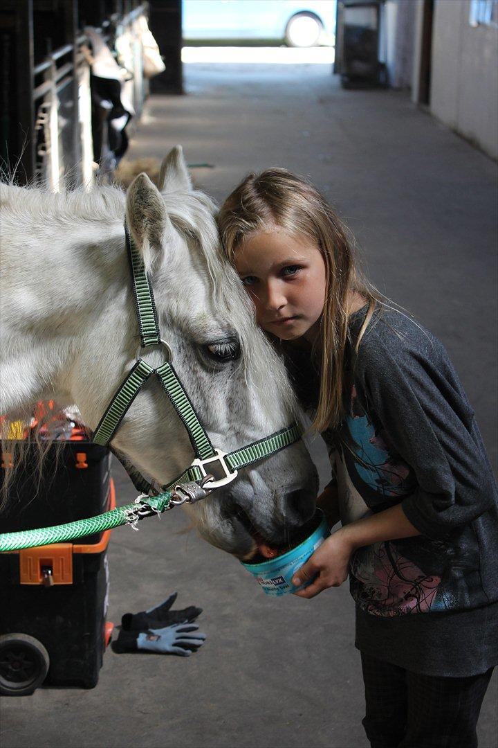 Welsh Pony (sec B) Speedy Gonzarles billede 5