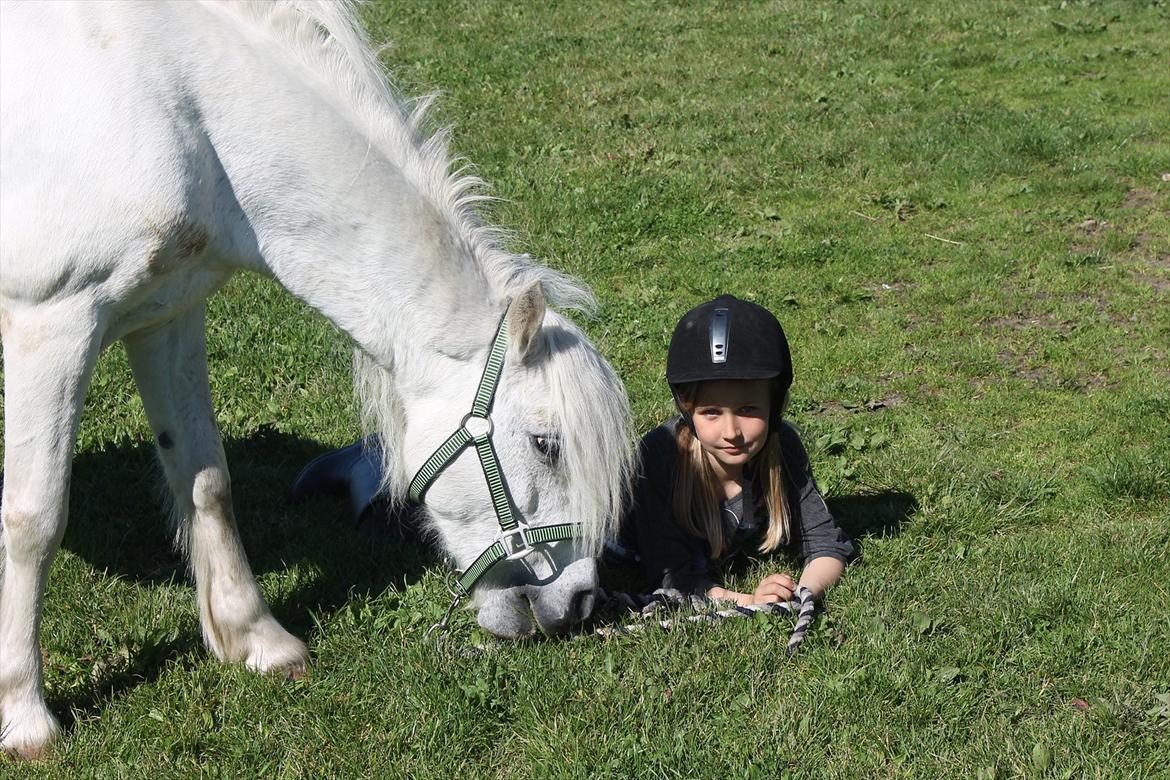 Welsh Pony (sec B) Speedy Gonzarles billede 8