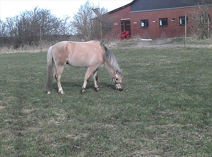 Welsh Pony (sec B) HÅBETS GOLDEN SON - En varm forårsdag nydes uden vinter-dækkenet. billede 1