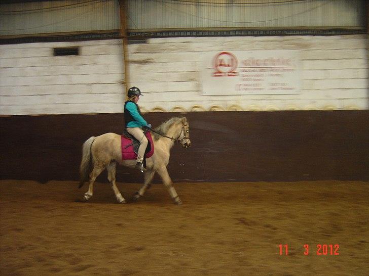 Welsh Pony (sec B) HÅBETS GOLDEN SON - Første ridetur i hallen på ham. billede 2