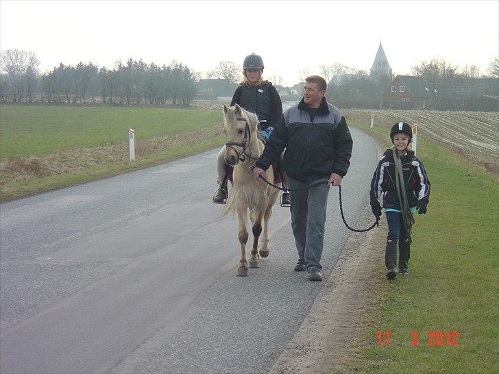 Welsh Pony (sec B) HÅBETS GOLDEN SON - Første tur ude på vejene. billede 3