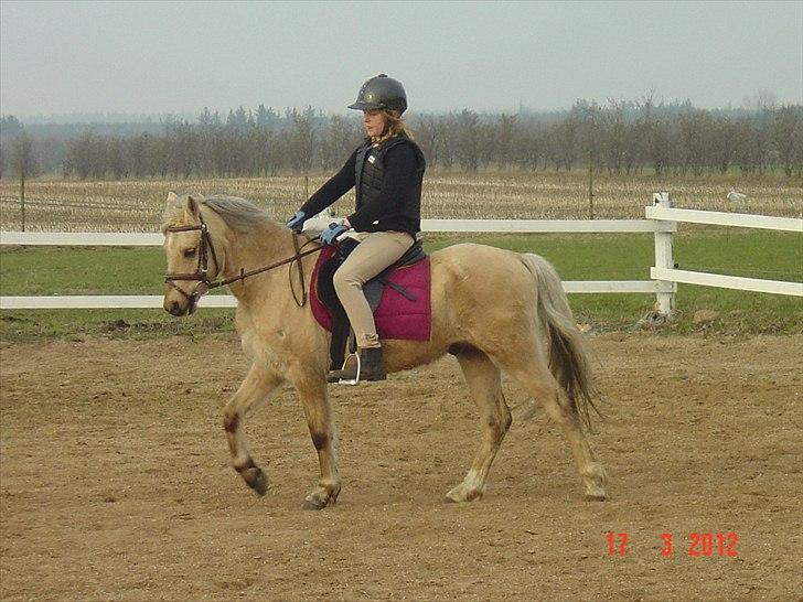 Welsh Pony (sec B) HÅBETS GOLDEN SON - En tur på ridebanen. billede 4