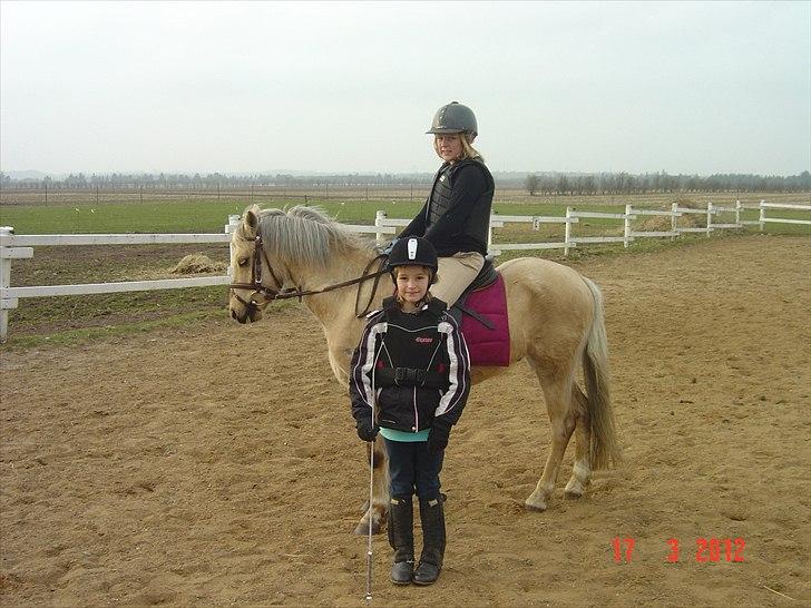 Welsh Pony (sec B) HÅBETS GOLDEN SON - Så står vi lige og ser godt ud. billede 5