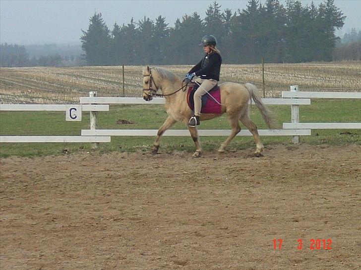 Welsh Pony (sec B) HÅBETS GOLDEN SON - Karen og Golden på ridebanen i marts 2012. billede 6