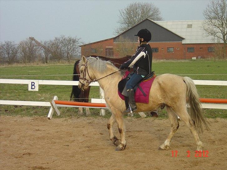 Welsh Pony (sec B) HÅBETS GOLDEN SON - Grethe og Golden på ridebanen i marts 2012. billede 7
