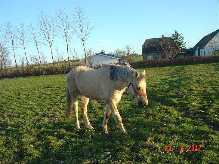 Welsh Pony (sec B) HÅBETS GOLDEN SON - En solskinsdag på marken. billede 8