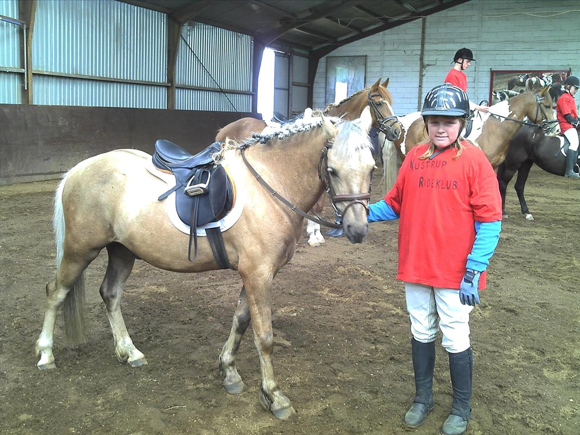 Welsh Pony (sec B) HÅBETS GOLDEN SON - En stolt rytter med pony efter en kvadrille-opvisning. billede 9