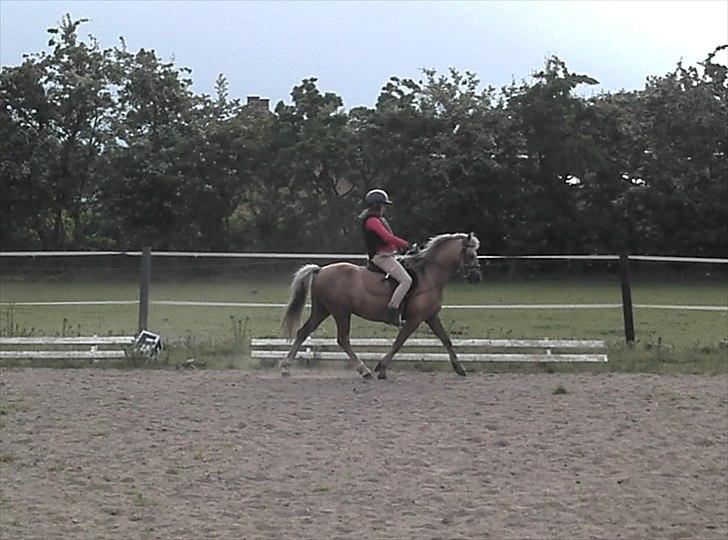 Welsh Pony (sec B) HÅBETS GOLDEN SON - Ridetime i juni 2012. billede 10