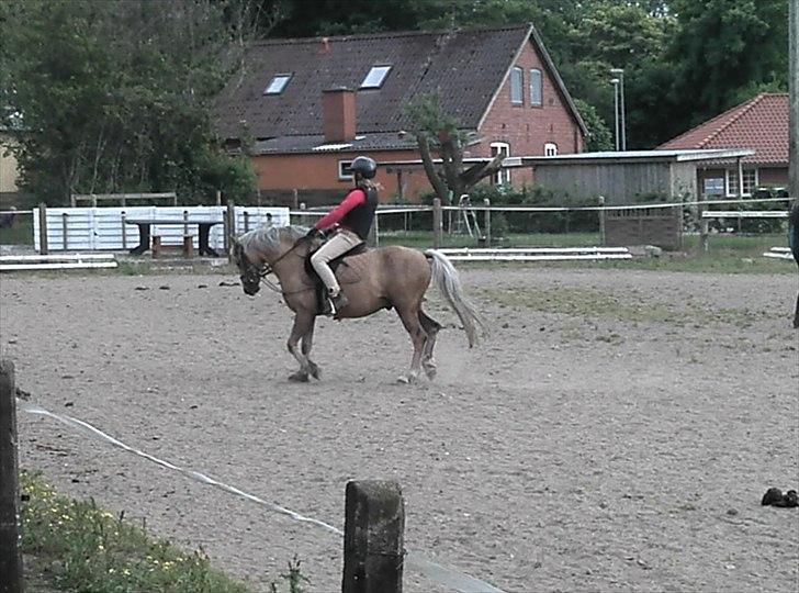 Welsh Pony (sec B) HÅBETS GOLDEN SON - Ridetime juni 2012. billede 11