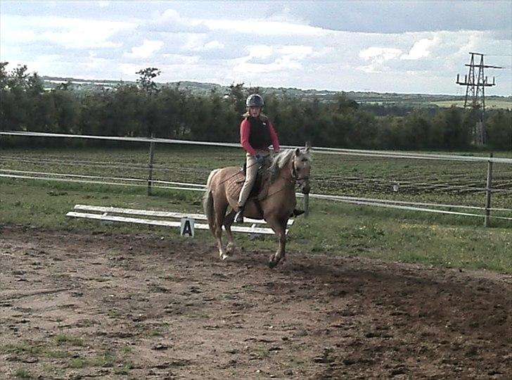 Welsh Pony (sec B) HÅBETS GOLDEN SON - Ridetime juni 2012. billede 12