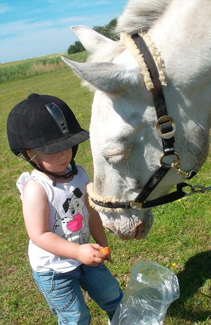 Knabstrupper Simone af lundegaard *MySoulMate! <3* billede 13