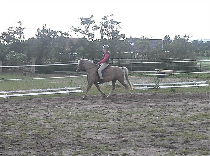 Welsh Pony (sec B) HÅBETS GOLDEN SON - Ridetime juni 2012. billede 13