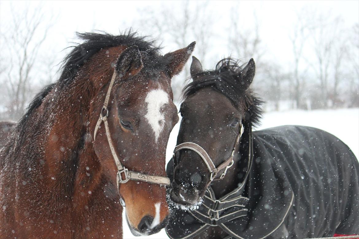 Anden særlig race Lotus billede 1