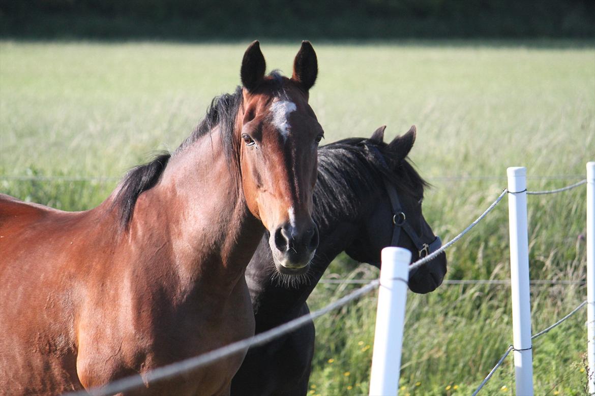 Anden særlig race Lotus billede 2