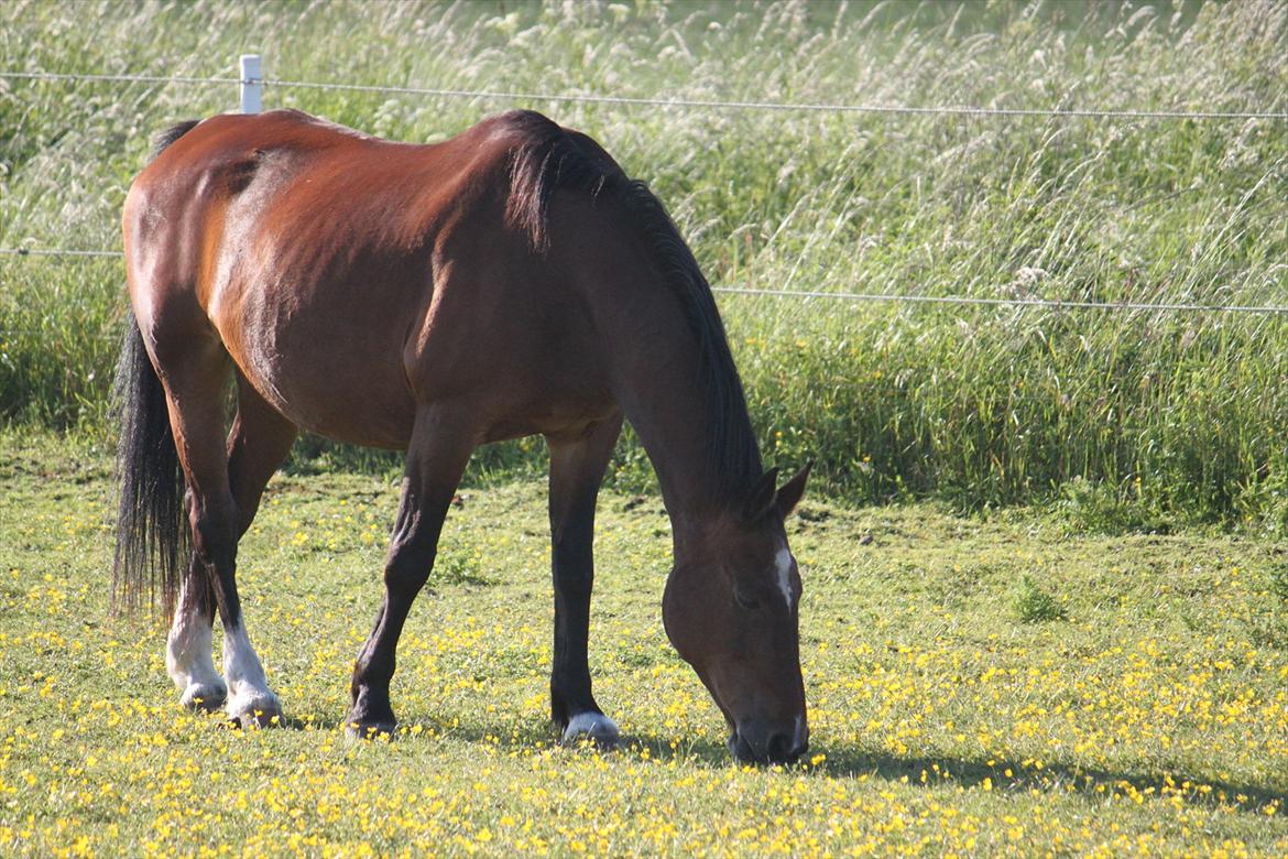 Anden særlig race Lotus billede 3