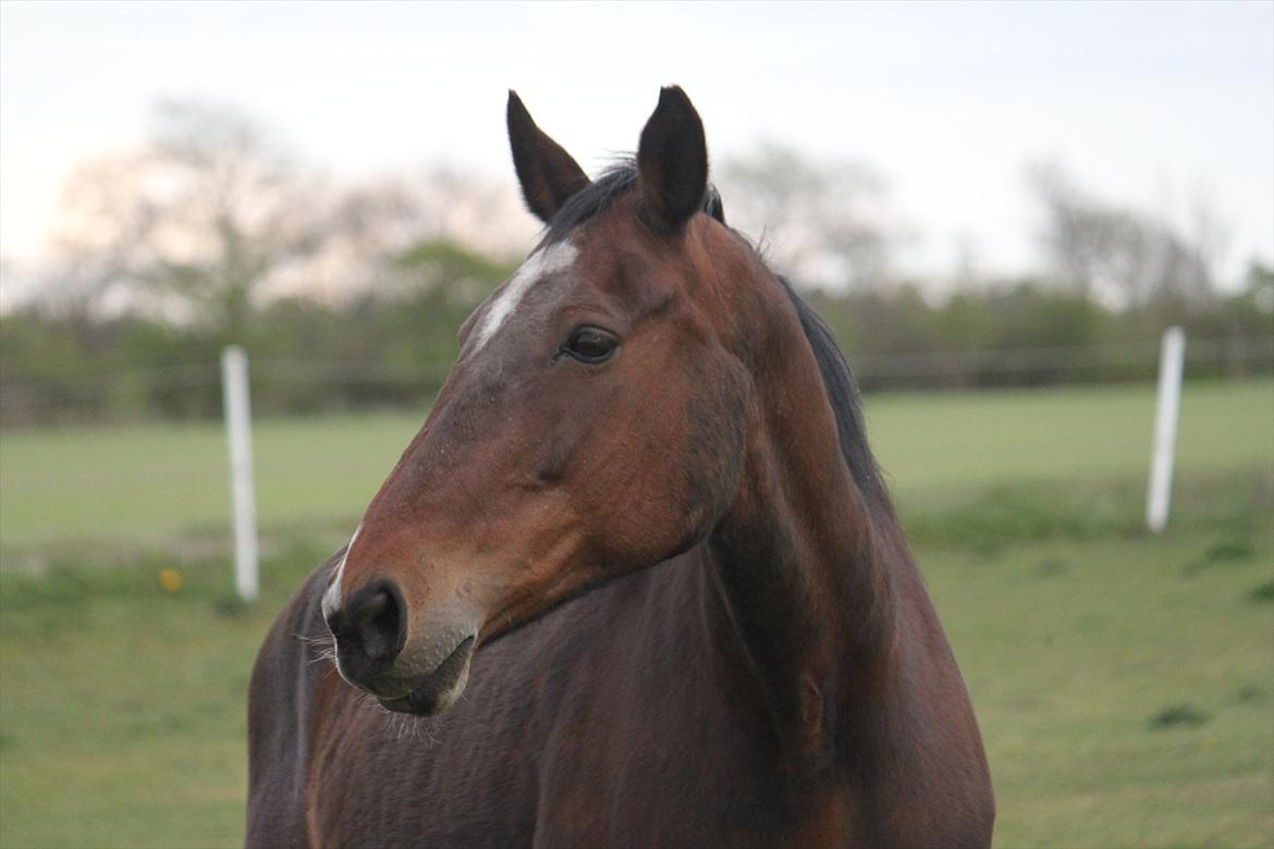 Anden særlig race Lotus billede 4