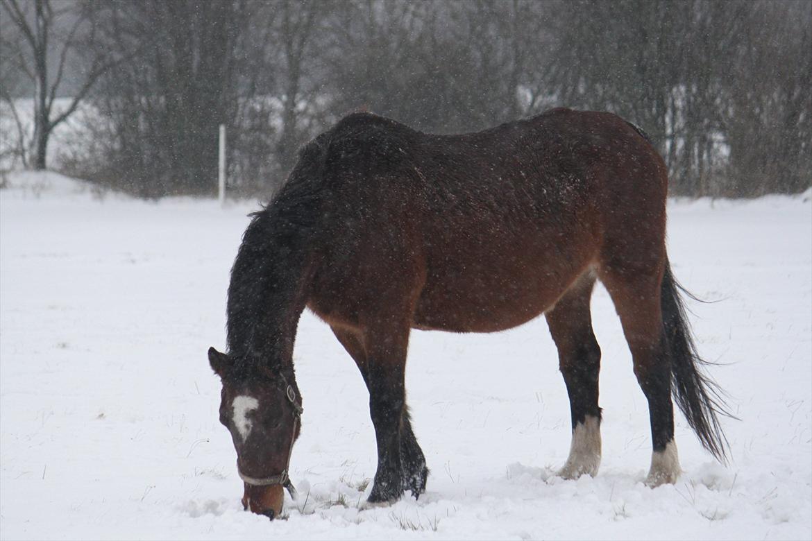 Anden særlig race Lotus billede 5