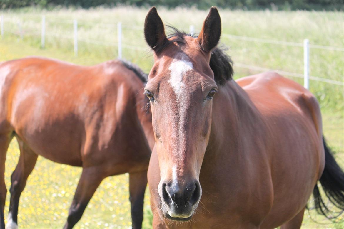 Anden særlig race Lotus billede 6