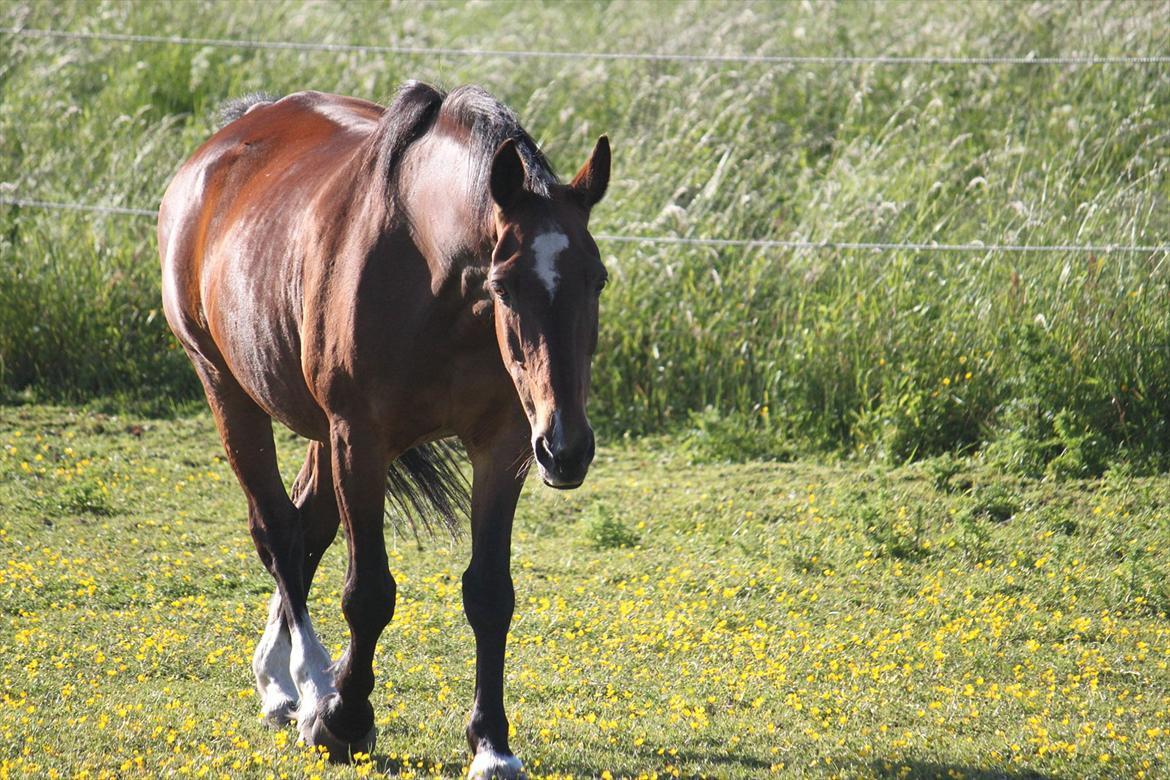 Anden særlig race Lotus billede 7