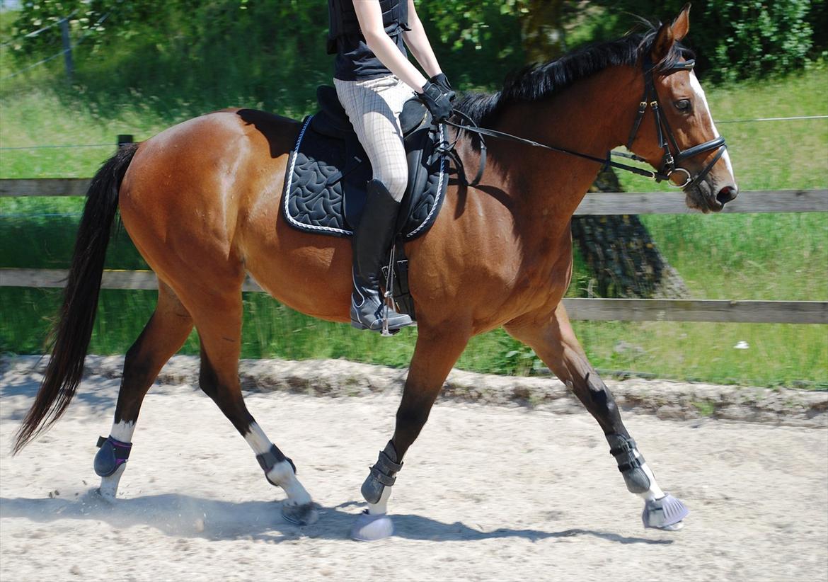 Fuldblod (XX) Rock The Socks - Velkommen til Prinsessen's profil. Læg gerne en bedømmelse og en kommentar. billede 1