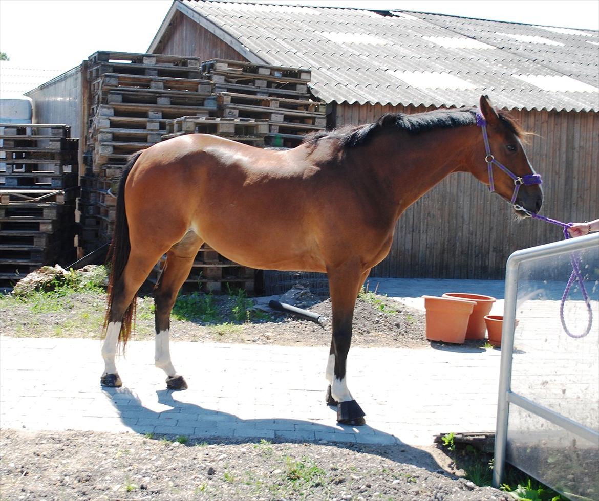 Fuldblod (XX) Rock The Socks - Prinsessen :) JUNI 2012 *Foto: Elisa* billede 13