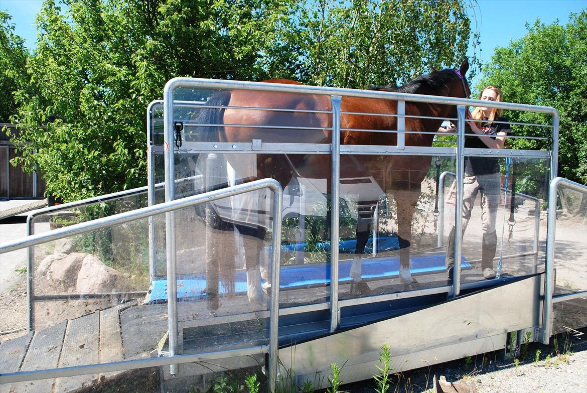 Fuldblod (XX) Rock The Socks - Vi skulle lige prøve at trække op og stå på skridtmaskinen :) JUNI 2012 *Foto: Elisa* billede 14