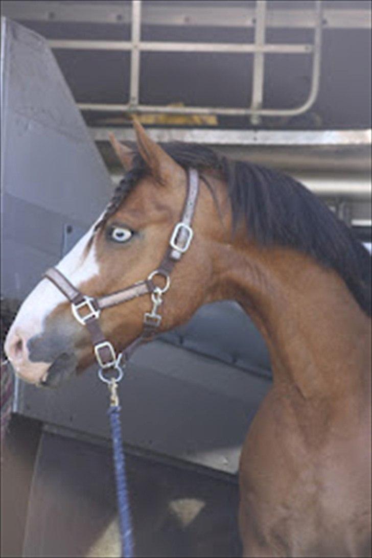 Anden særlig race CORNELIUS JUNIOR - ankomst med hestetransporten TF.. d. 20/06--2012 billede 6