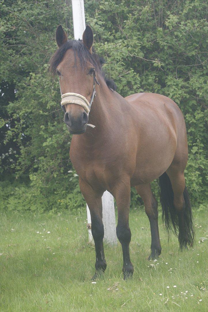 Hollandsk Sportspony Saira billede 2