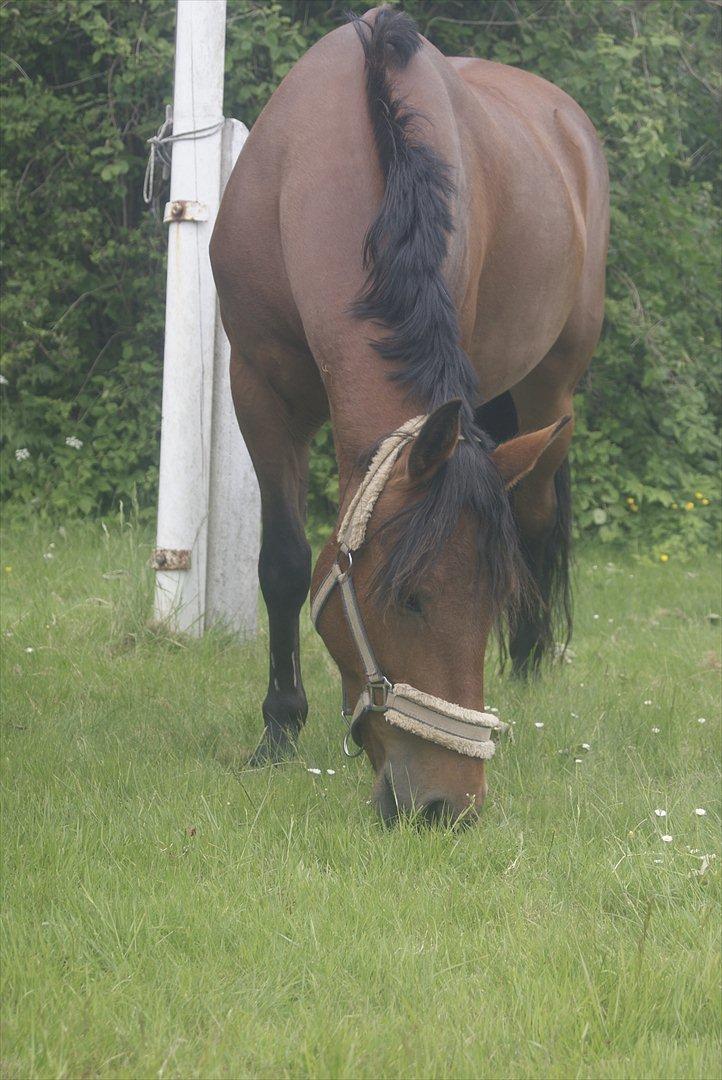 Hollandsk Sportspony Saira billede 3