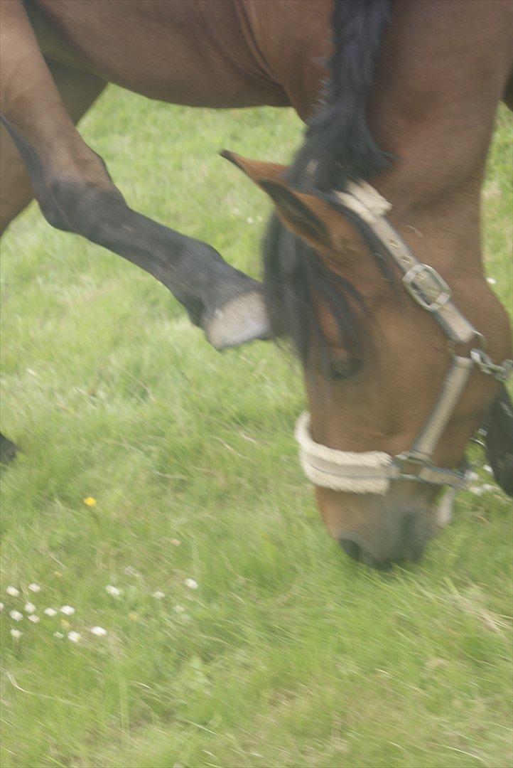 Hollandsk Sportspony Saira - Når det klør :) billede 5