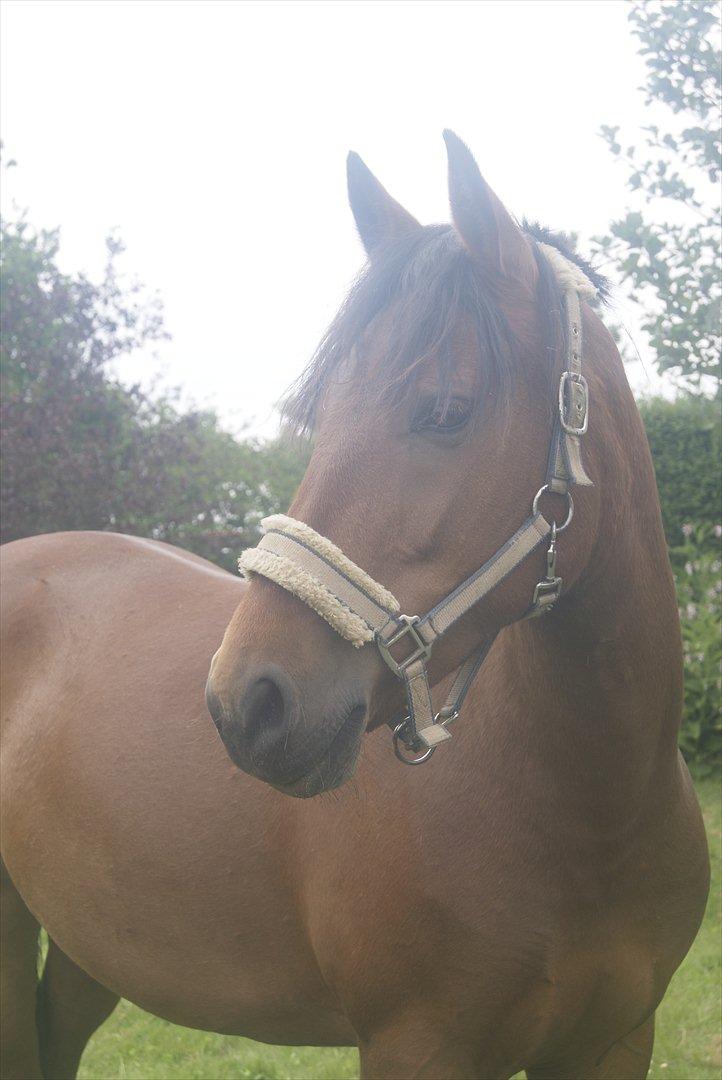 Hollandsk Sportspony Saira billede 6