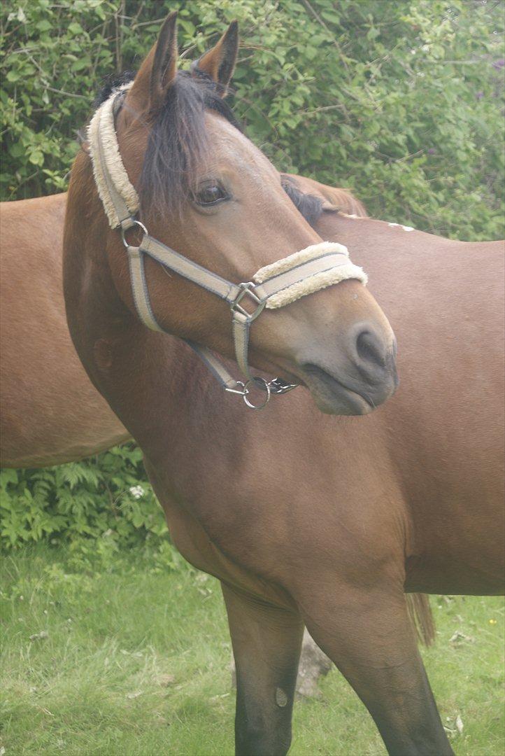 Hollandsk Sportspony Saira billede 10