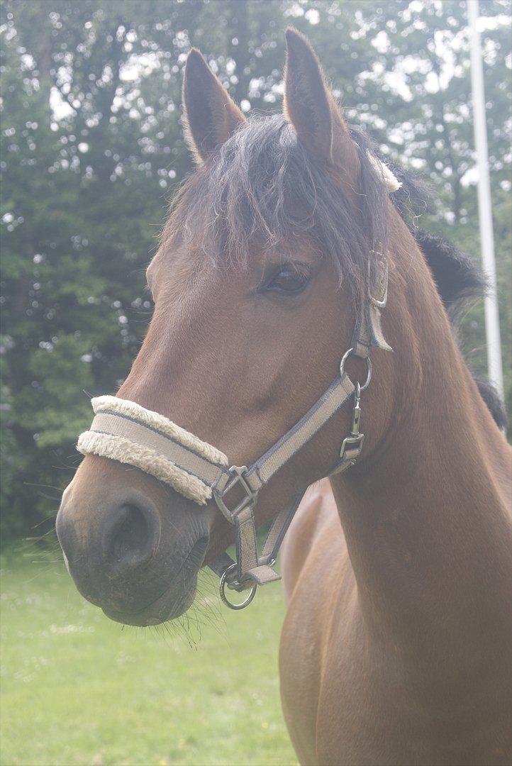 Hollandsk Sportspony Saira billede 11