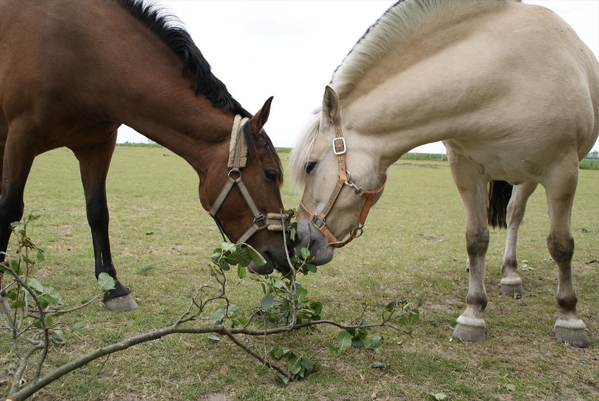 Hollandsk Sportspony Saira billede 12