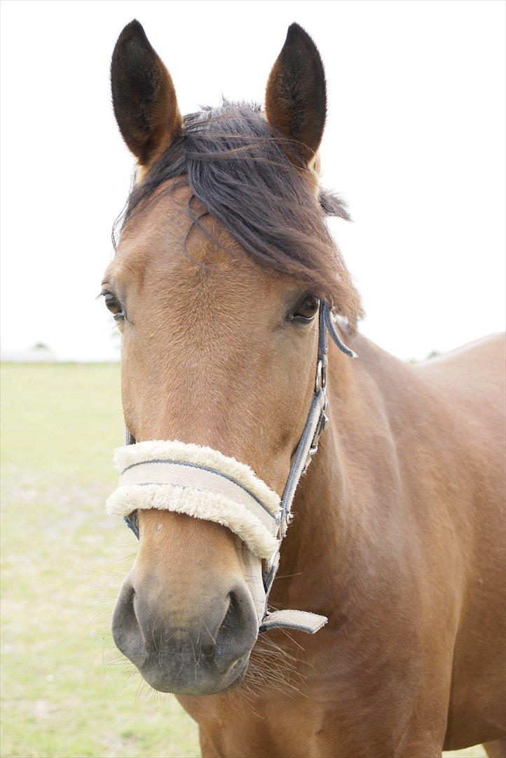 Hollandsk Sportspony Saira billede 13