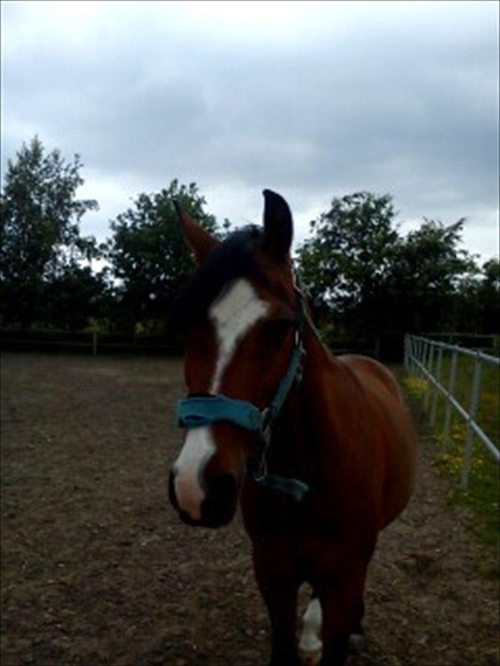 Anden særlig race Kadanza´s King billede 17