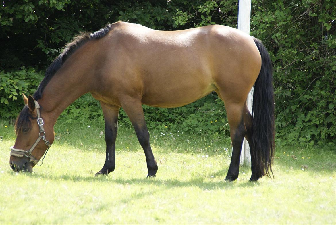 Hollandsk Sportspony Saira billede 15