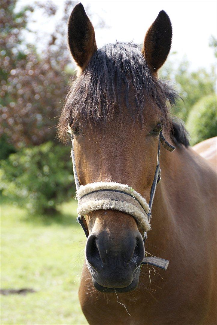 Hollandsk Sportspony Saira billede 16