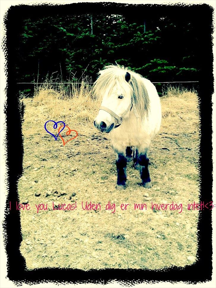Shetlænder Lucas :) - Elsker dig Lucas billede 8