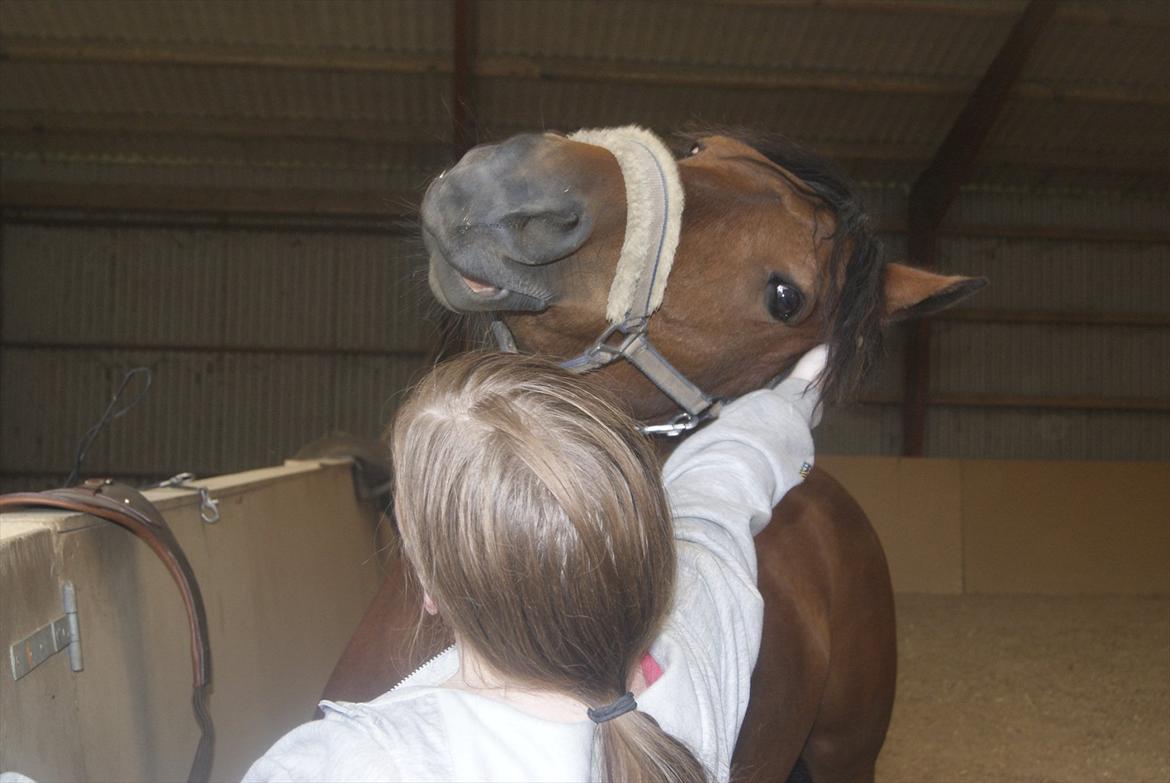 Hollandsk Sportspony Saira billede 17