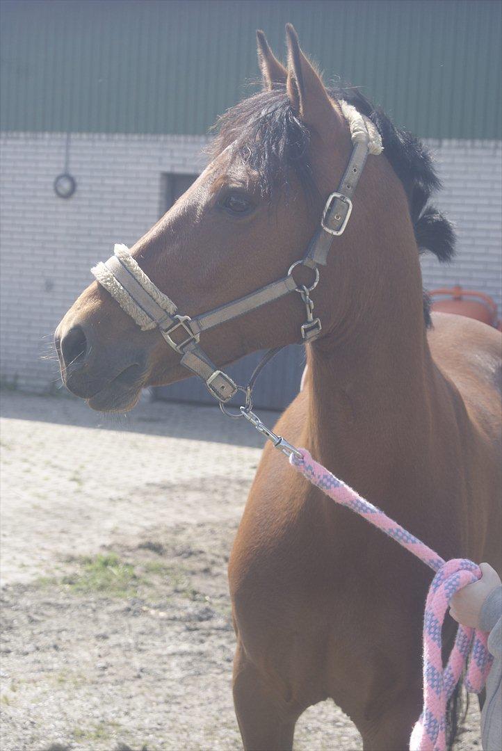 Hollandsk Sportspony Saira - Efter første ridetur :) billede 18