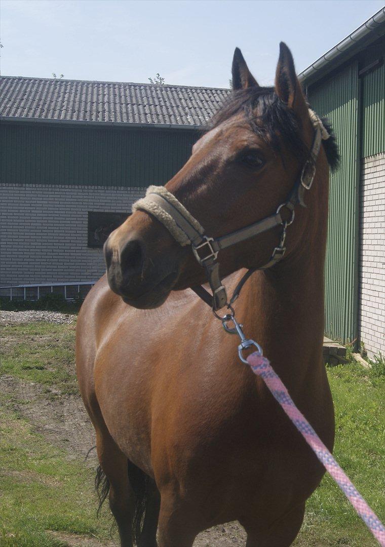 Hollandsk Sportspony Saira - Efter første ridetur :) billede 19