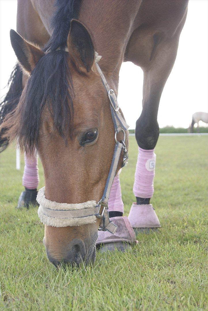 Hollandsk Sportspony Saira - Den dag hun kom :) billede 20