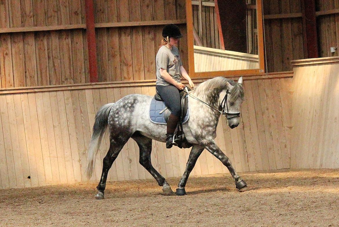 Anden særlig race Oldcastle Misty - D 21/6 Luksus pony  billede 10