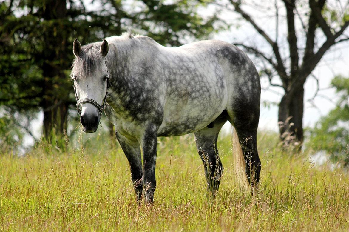 Anden særlig race Oldcastle Misty - Sommer 2012 <3 billede 19