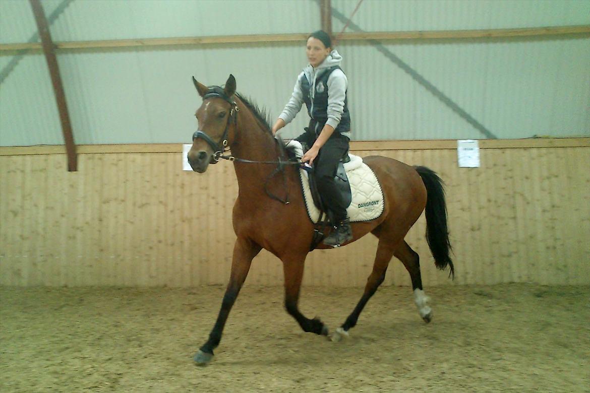 Welsh Partbred (Sec F) Aimi  - ca 6 gang m rytter i trav billede 5